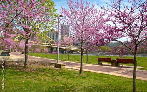 blooming tree in spring