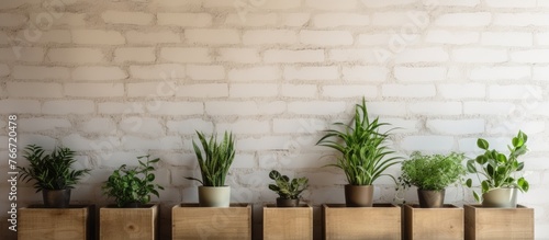 Multiple plant varieties are arranged in wooden containers on a shelf in a garden or nursery