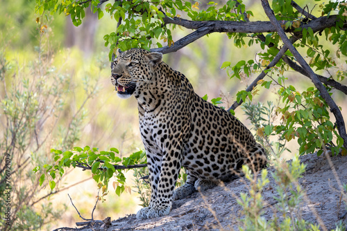 Leopard in Botswana, Africa © Heather