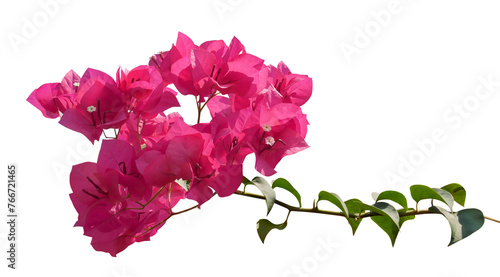 Pink Bougainvillea flower isolated on transparent background