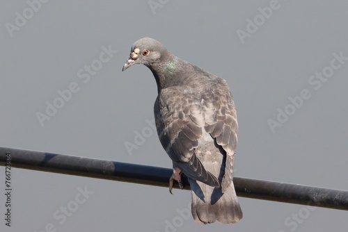 Fotografie Rock dove or Rock pigeon (Columba livia), bird sick by Avian pox, tumour on the