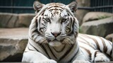 A white tiger in zoo looking at the camera from Generative AI
