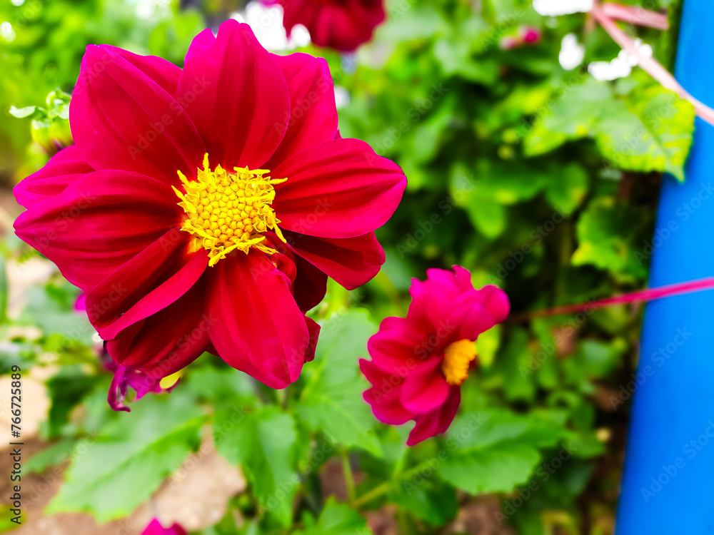 Fototapeta premium The beauty of the red Dahlia flower which blooms and is used as a garden decoration plant