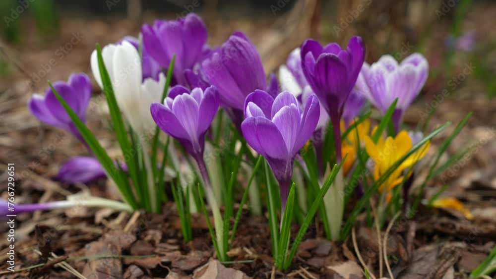 Crocuses, Crocus sativus, group of early bloomers in a flower bed, Genthin, Jerichower Land, Germany, Europe Crocuses, Crocus sativus, group of early bloomers in a flower bed, Genthin, Jerichower Land, Germany, Europe