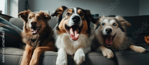 Three attentive dogs in various colors are seated on a comfortable sofa with their mouths wide open
