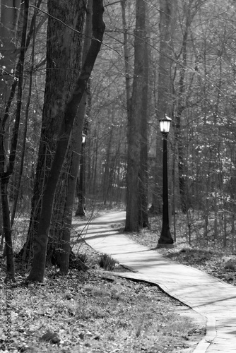 pathway in the woods, black and white