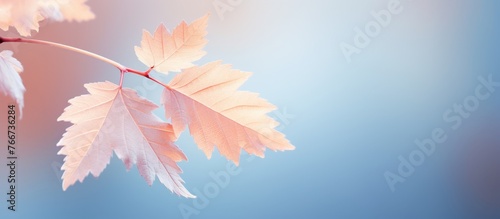 A close up of a twig with pink flower petals against a blue sky background, creating a beautiful natural landscape with tints and shades of pink and blue
