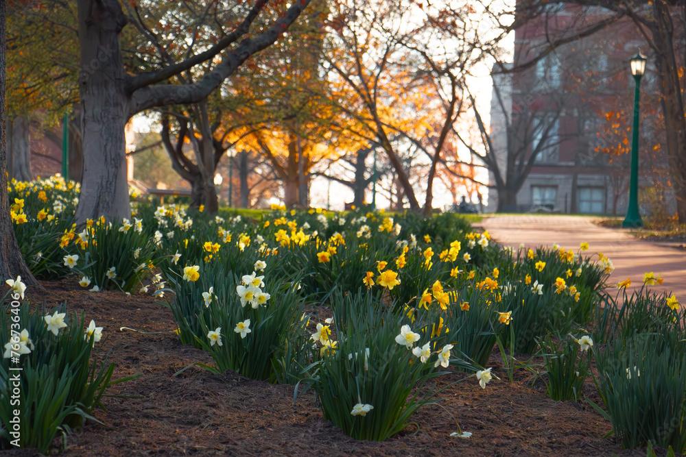 Obraz premium daffodils in the park