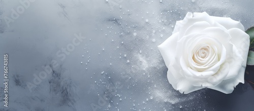 White rose petals covered in tiny water droplets rest on a smooth gray background with a soft texture