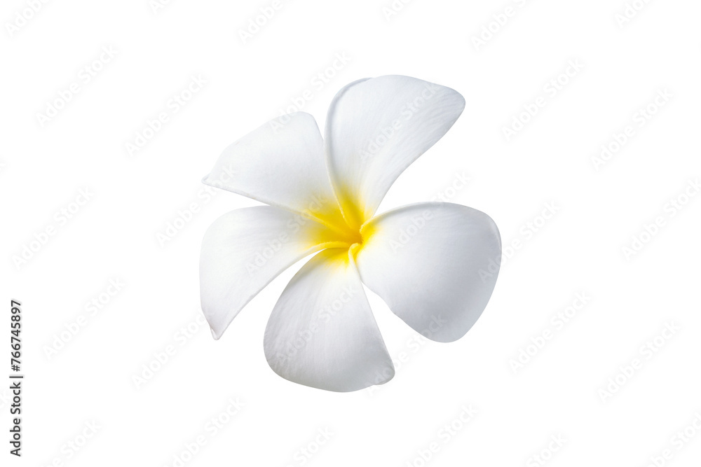 Blooming phumelia or Champa flower isolated with clipping path on white background