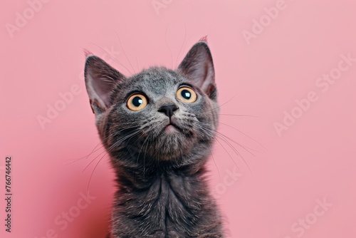 Gray Kitten with Amber Eyes on Pink Backdrop © KumCup