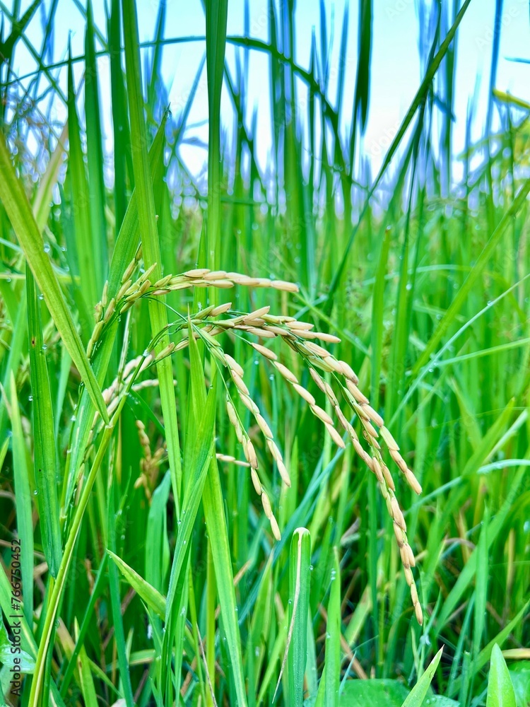 Green rice plant, yellow rice plant, rice stalks and ears of rice in the field. Organic agriculture. Green rice plant, yellow rice plant, rice stalks and ears of rice in the field. Organic agriculture.