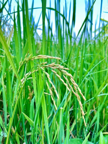 Green rice plant  yellow rice plant  rice stalks and ears of rice in the field. Organic agriculture.