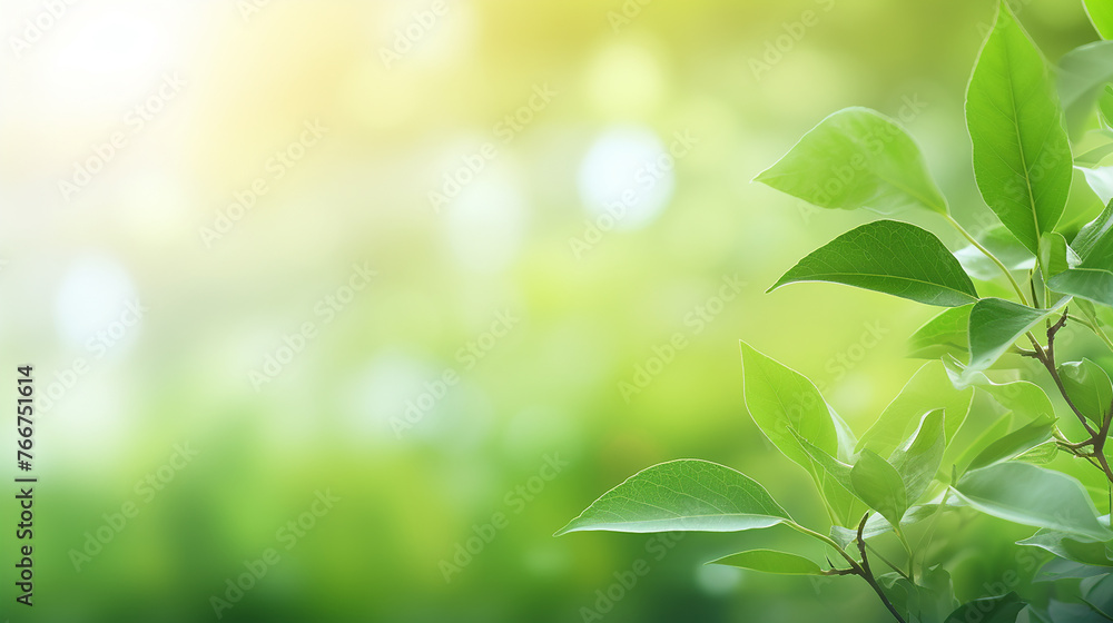 closeup nature view of green leaf in blurred green and light at the background closeup nature view of green leaf in blurred green and light at the background