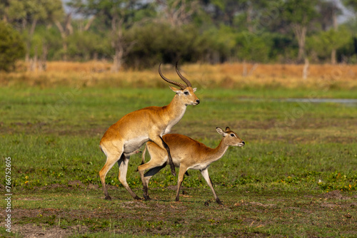 Red Lechwe mating in Botswana, Africa