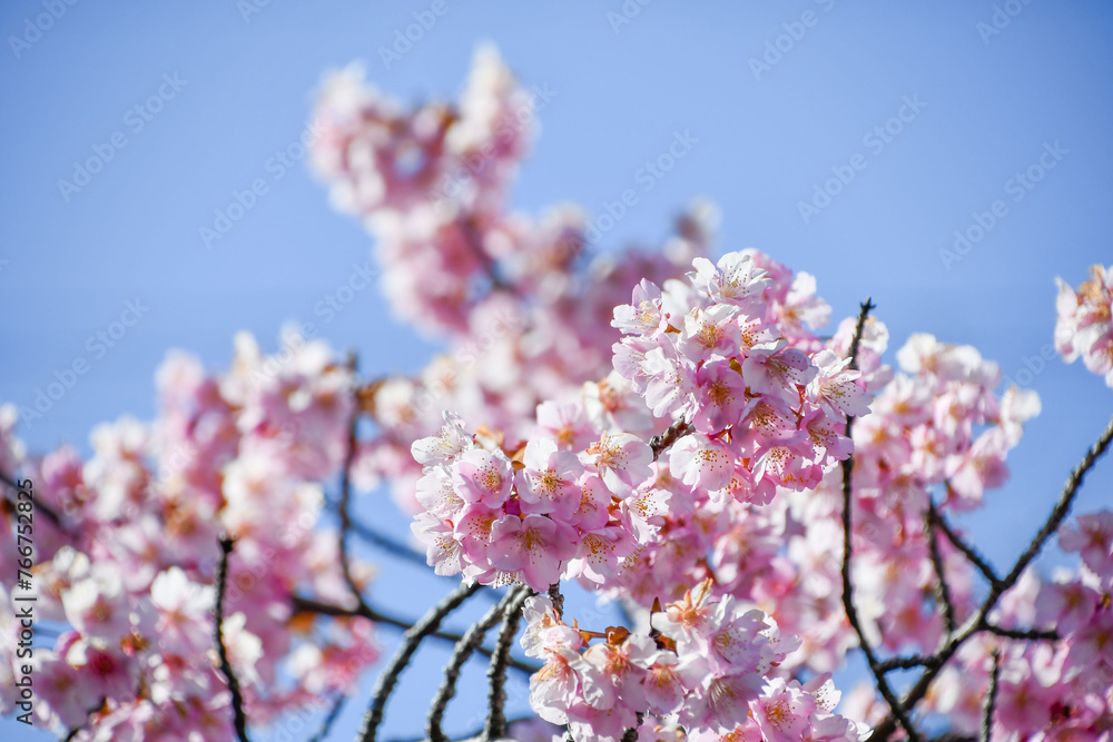 京都 淀水路の河津桜	