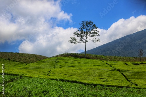 morning green tea garden at sunrise  nature and mountains background and fresh air.