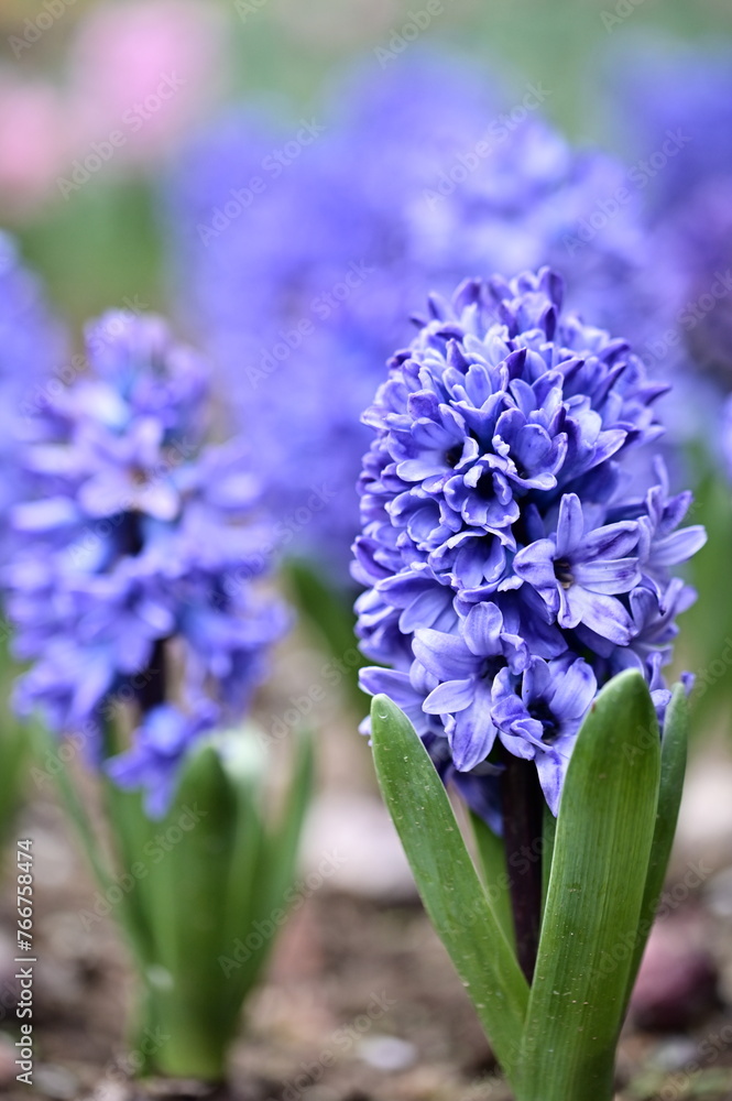 Fototapeta premium Bathed in the warm glow of spring, blue-purple hyacinths stand tall in a garden, their vibrant hues and sweet fragrance evoking a sense of hope and new beginnings.