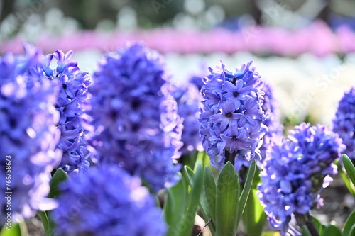 Spring blooms in a close-up! Fragrant hyacinths, symbols of hope, stand out among pink and white tulips.