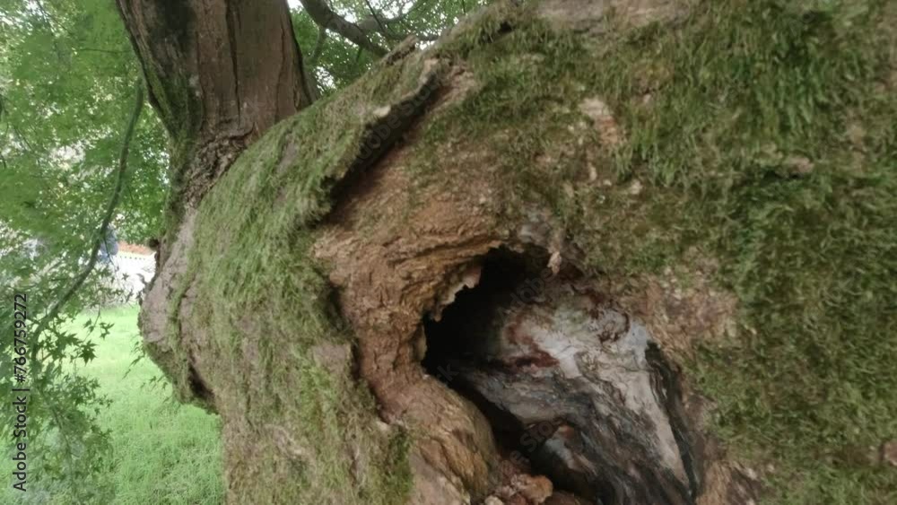 Tree trunk hollow tree in Batumis botanical garden, still surviving Tree trunk hollow tree in Batumis botanical garden, still surviving