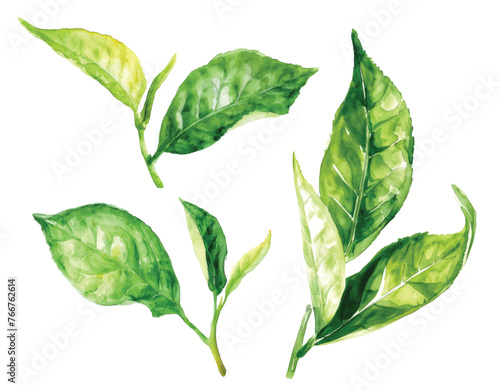 Green tea blooming branch isolated on a white background.Tea leaves, flowers,buds,stems.Asian medical plant.Raw materials for black, green and white tea.Antioxidant herb.Watercolor vector illustrati © Kar