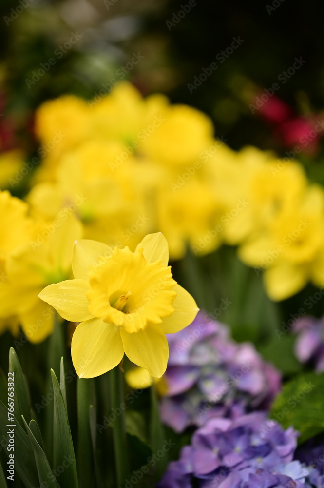 Yellow daffodils in a garden, their delicate petals bursting with a fresh scent, symbolize new beginnings, hope, and love. A cherished flower in China, ranking among its top ten blooms. Yellow daffodils in a garden, their delicate petals bursting with a fresh scent, symbolize new beginnings, hope, and love. A cherished flower in China, ranking among its top ten blooms.