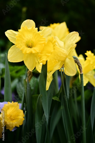 Yellow daffodils in a garden  their delicate petals bursting with a fresh scent  symbolize new beginnings  hope  and love. A cherished flower in China  ranking among its top ten blooms.