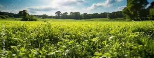 Green grass and flowers in sunny day. Panoramic background.