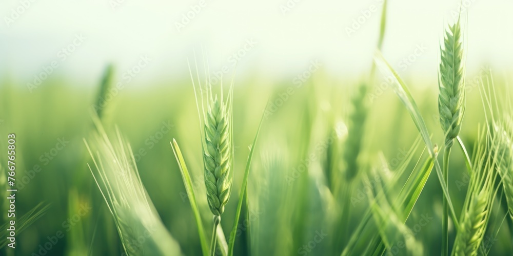 Field of green grass with few wheat stalks in foreground