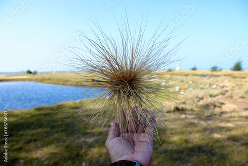 
Grass flowers on the beach, nature