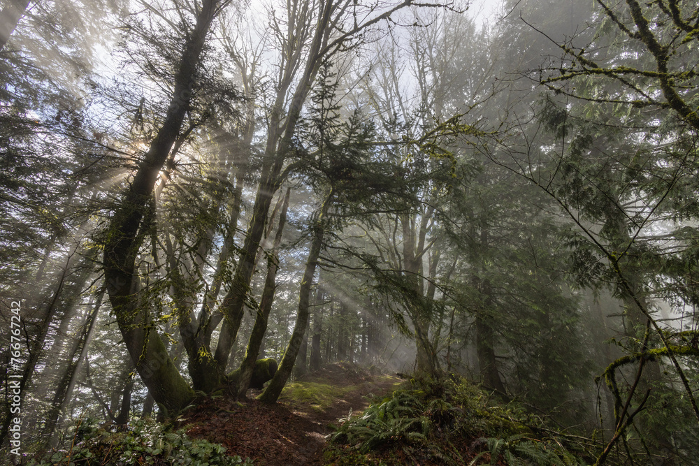 Fototapeta premium morning in the forest