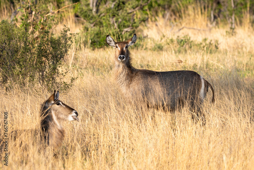 Photography Common Waterbuck in Botswana, Africa