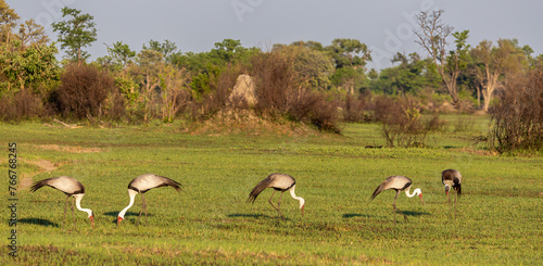 Wattled Crane in Botswana, Africa