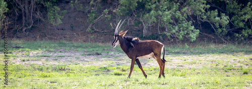 Sable Antelope, Botswana, Africa