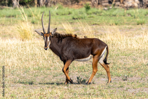 Sable Antelope, Botswana, Africa