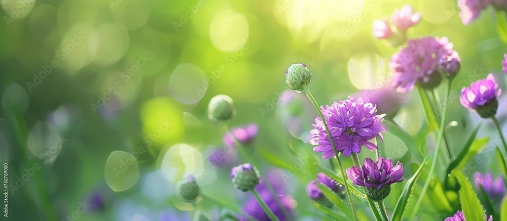 Purple flowers against a blurred green backdrop. Purple flowers against a blurred green backdrop.