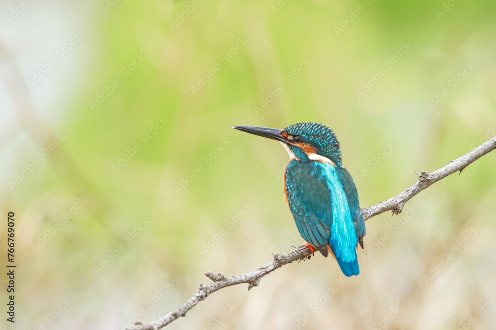 The Common kingfisher on a branch