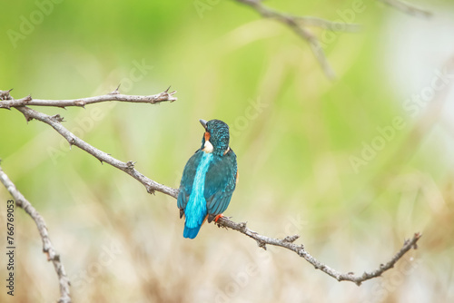 The Common kingfisher on a branch