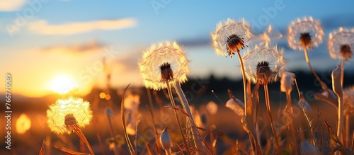 Sunset over dandelions in the field. Selective focus.