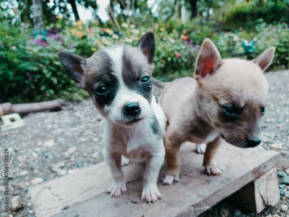 Philippine puppy dog breed aspin sitting on the wood Philippine puppy dog breed aspin sitting on the wood