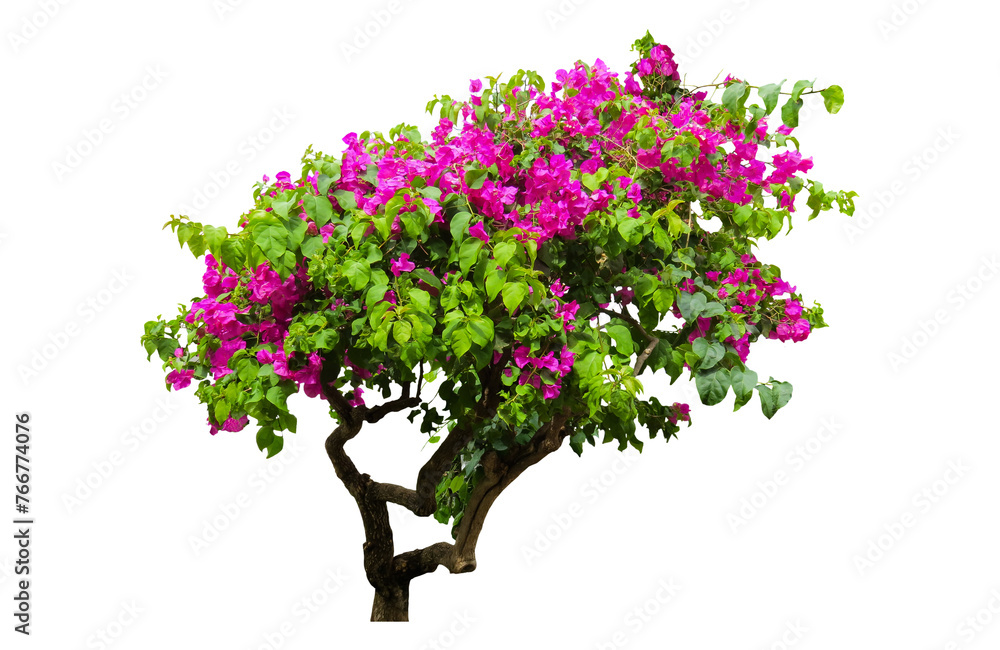 lilac tree isolated on white