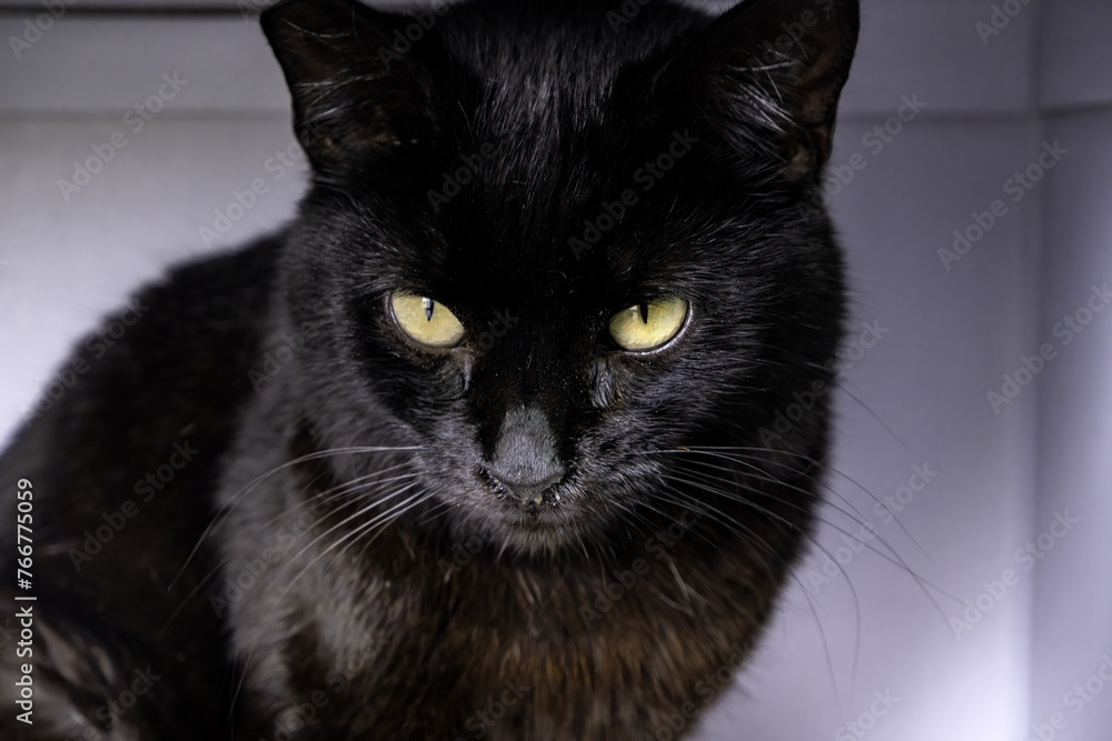 Abandoned black cat