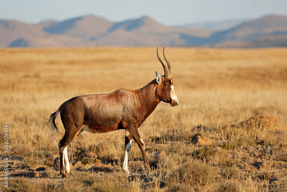 A blesbok antelope (Damaliscus pygargus) in natural habitat, Mountain Zebra National Park, South Africa A blesbok antelope (Damaliscus pygargus) in natural habitat, Mountain Zebra National Park, South Africa
