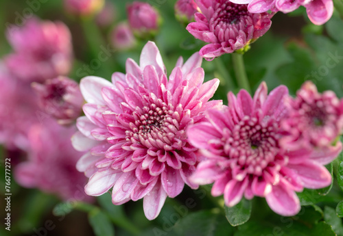 Close-up of pink Chrysanthemum flowers with drops of water blooming in the garden with natural light on a blurred green background.