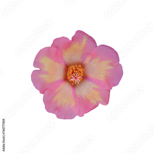 Close-up of a pink-yellow Portulaca oleracea flower blooming in natural light on a transparent background . PNG file.