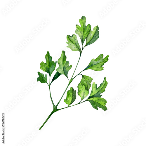 watercolor sprig of parsley. isolated on a white background. handmade work. illustration of eco-food products.