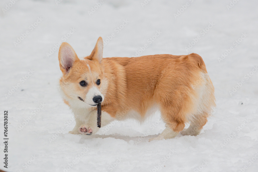 A Welsh Corgi puppy plays in a snow-covered clearing with a stick A Welsh Corgi puppy plays in a snow-covered clearing with a stick