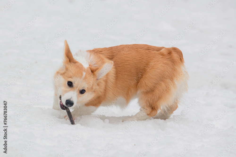 A Welsh Corgi puppy plays in a snow-covered clearing with a stick A Welsh Corgi puppy plays in a snow-covered clearing with a stick
