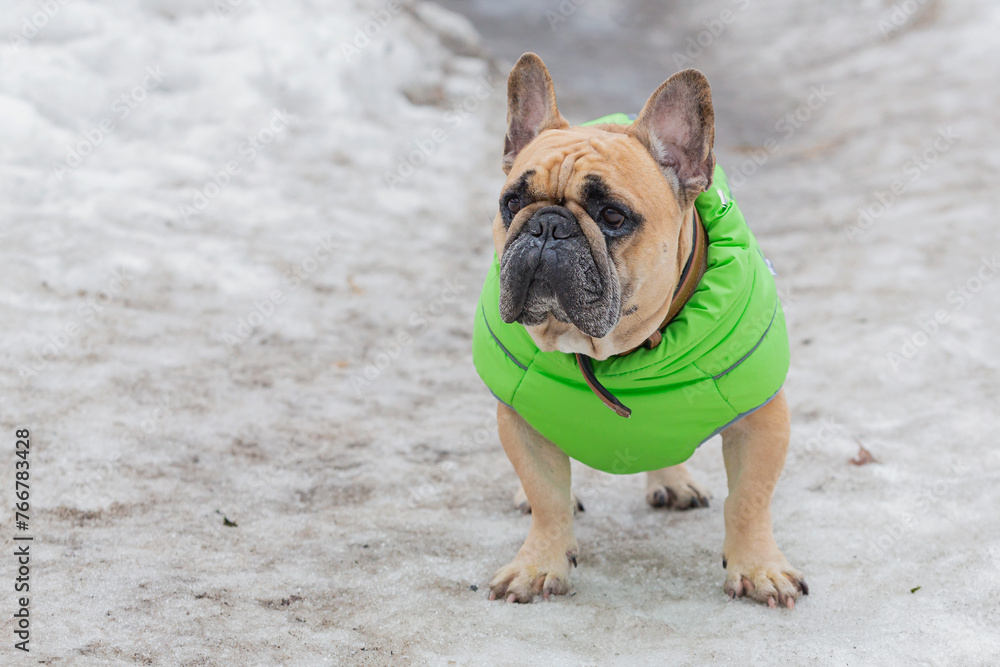 A French bulldog on a walk in a snowy park.