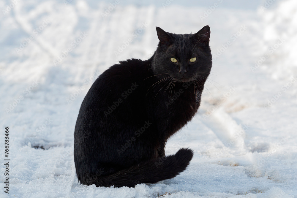 A black cat in the snow. A black cat on a white background. A black cat in the snow. A black cat on a white background.